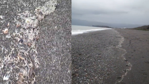 نفوق كبير ليرقات البحر بسواحل الحسيمة يهدد الثروة السمكية وسط مطالب بتدخل السلطات المختصة نفوق كبير ليرقات البحر بسواحل الحسيمة يهدد الثروة السمكية وسط مطالب بتدخل السلطات المختصة