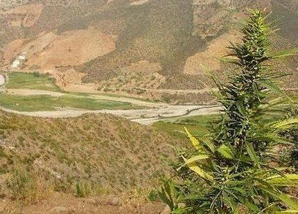 إدانة حوالي 50 فلاحا حرثوا الغابة لزراعة الكيف بالحسيمة إدانة حوالي 50 فلاحا حرثوا الغابة لزراعة الكيف بالحسيمة