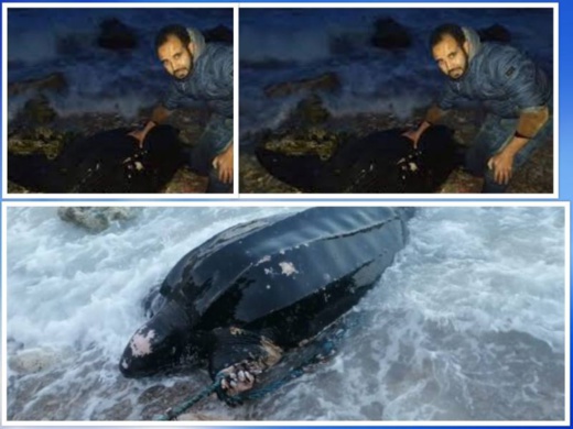 انقاذ حياة سلحفاة سوداء ضخمة وقعت ضحية الصيد الشبحي بالحسيمة انقاذ حياة سلحفاة سوداء ضخمة وقعت ضحية الصيد الشبحي بالحسيمة