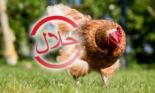 قرار صادم للمسلمين.. فرنسا تحظر الذبح الحلال للدواجن قرار صادم للمسلمين.. فرنسا تحظر الذبح الحلال للدواجن