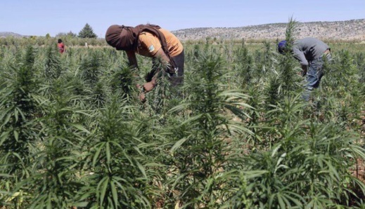 صحيفة إسبانية: أئمة مغاربة يتقاضون رواتبهم من عائدات الحشيش صحيفة إسبانية: أئمة مغاربة يتقاضون رواتبهم من عائدات الحشيش