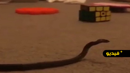 شاهدوا.. ردة فعل غير متوقعة لأم بعد اكتشافها وجود ثعبان في غرفة الأطفال شاهدوا.. ردة فعل غير متوقعة لأم بعد اكتشافها وجود ثعبان في غرفة الأطفال