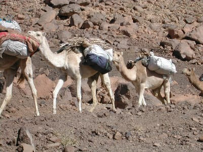 تفاصيل احباط عملية تهريب كمية مهمة من المخدرات على ظهر الجمال تفاصيل احباط عملية تهريب كمية مهمة من المخدرات على ظهر الجمال