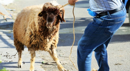 انطلاق عملية ترقيم ومراقبة الأضاحي بجهة طنجة تطوان انطلاق عملية ترقيم ومراقبة الأضاحي بجهة طنجة تطوان