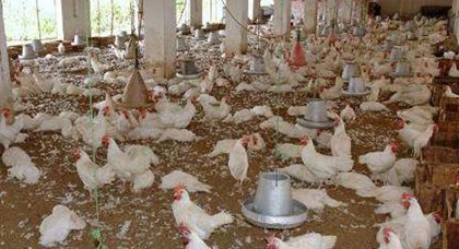 تربية غير صحية للدجاج يؤدي إلى نفوق عدد كبير منها بأحد الضيعات بالعيون الشرقية تربية غير صحية للدجاج يؤدي إلى نفوق عدد كبير منها بأحد الضيعات بالعيون الشرقية