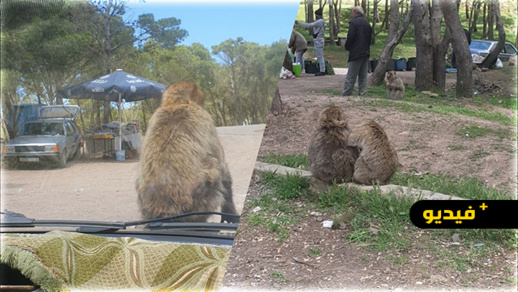 مؤثر.. القردة بغابة كوروكو تموت جوعا وسط مطالب بزيارتها 