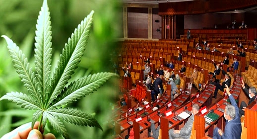 بسبب حزب العدالة والتنمية.. البرلمان يؤجل دراسة مشروع قانون تقنين الكيف