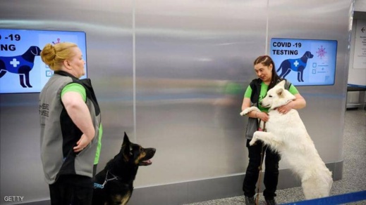 الكلاب تساهم في اكتشاف المصابين بكورونا الكلاب تساهم في اكتشاف المصابين بكورونا