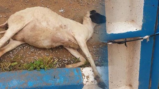 صعقة كهربائية تودي بحياة نعجة ونشطاء يستنكرون إستهتار المسؤولين صعقة كهربائية تودي بحياة نعجة ونشطاء يستنكرون إستهتار المسؤولين