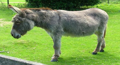 تراجع أعداد الحمير فى المغرب بسبب "الهجرة" الى اسبانيا تراجع أعداد الحمير فى المغرب بسبب "الهجرة" الى اسبانيا