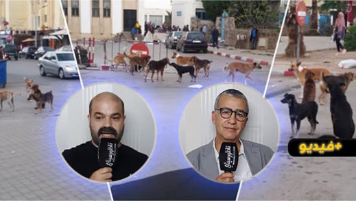 جمعوي ناظوري يقترح حلولا للقضاء على الكلاب الضالة ويناشد عامل الإقليم بالتدخل جمعوي ناظوري يقترح حلولا للقضاء على الكلاب الضالة ويناشد عامل الإقليم بالتدخل