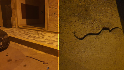 رعب بحي المطار إثر ظهور أفعى وسط منطقة سكنية 