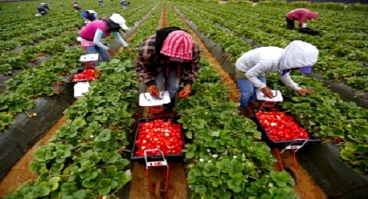 المغرب يشرع في استقبال العاملات في حقول الفراولة بإسبانيا
