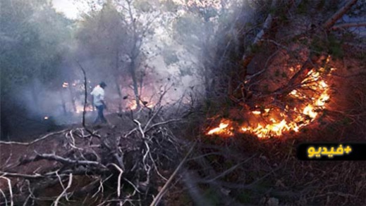 حريق بالغابة المحيطة بمقبرة سيدي سالم يأتي على مساحة هامة من الغطاء النباتي‎