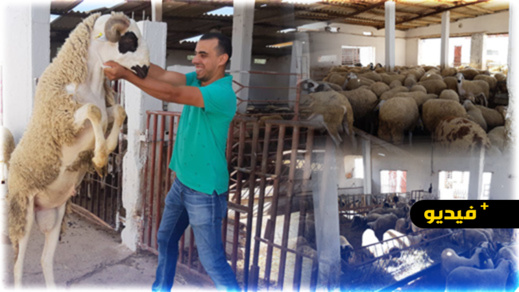 عروض وأثمنة مناسبة.. مزرعة "NADOR VIANDE" تعلن عن انطلاق بيع أضاحي العيد عروض وأثمنة مناسبة.. مزرعة "NADOR VIANDE" تعلن عن انطلاق بيع أضاحي العيد