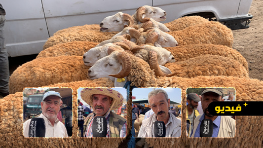 شاهدوا.. وفرة الأضاحي وإستقرار الأثمنة في السوق الأسبوعي لأزغنغان شاهدوا.. وفرة الأضاحي وإستقرار الأثمنة في السوق الأسبوعي لأزغنغان