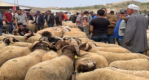 تزامنا مع عودة أفراد الجالية.. أسعار الأضاحي تلتهب في الأسواق قبيل العيد