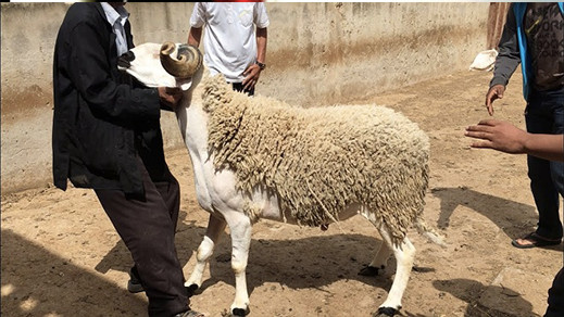 الأحد فاتح ذي الحجة وعيد الأضحى يوم 20 يوليوز بعدد من الدول العربية الأحد فاتح ذي الحجة وعيد الأضحى يوم 20 يوليوز بعدد من الدول العربية