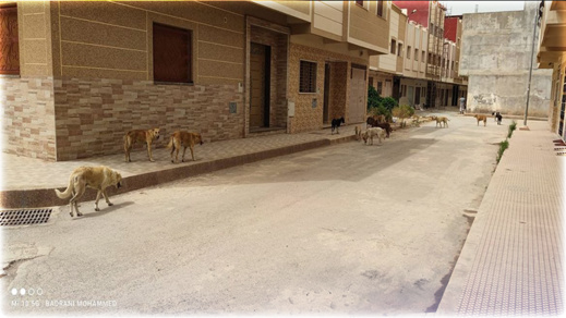 الكلاب الضالة تهدد سلامة المواطنين بالناظور الكلاب الضالة تهدد سلامة المواطنين بالناظور