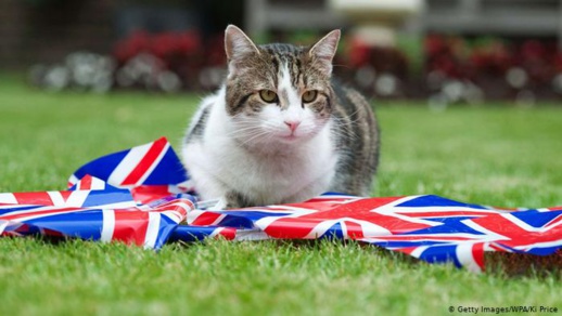 إدانة مواطن بريطاني بالسجن النافذ بعد ذبحه لـ 9 قطط