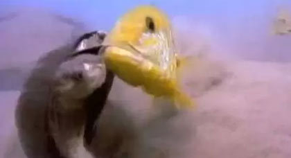 بالفيديو.. سمكتان تعاقبان سلحفاة ضخمة بالضرب المبرح دفاعاً عن بيضهما