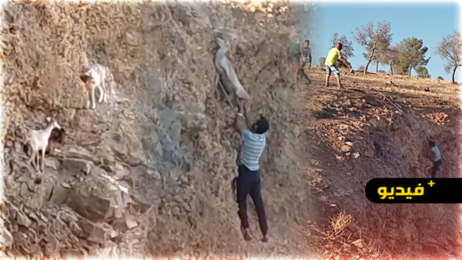 شاهدوا.. شباب ترقاع ينقذون 4 أكباش بعد رفض الوقاية المدنية التدخل شاهدوا.. شباب ترقاع ينقذون 4 أكباش بعد رفض الوقاية المدنية التدخل