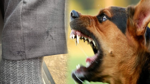 الاستنكار يرافق انتشار الكلاب الضالة في حي المطار بالناظور