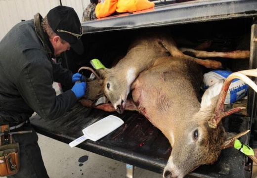 تخوف من انتشار سلالات كورونا أكثر حدة اكتشفت في غزلان بأمريكا تخوف من انتشار سلالات كورونا أكثر حدة اكتشفت في غزلان بأمريكا