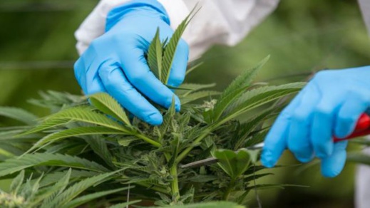 رسميا.. قانون إستعمال "الكيف" بالمغرب يدخل حيز التنفيذ رسميا.. قانون إستعمال "الكيف" بالمغرب يدخل حيز التنفيذ