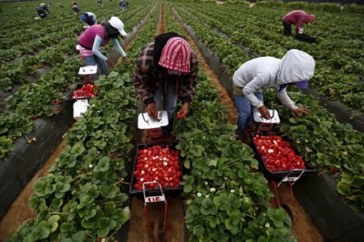 إسبانيا تستعد لاستقبال آلاف العاملات المغربيات في حقول الفراولة