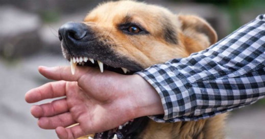 جمعية وطنية تدعو إلى بلورة مخطط وطني للقضاء على داء السعار جمعية وطنية تدعو إلى بلورة مخطط وطني للقضاء على داء السعار