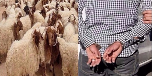 عناصر الدرك الملكي تفكك عصابة مختصة في سرقة المواشي عناصر الدرك الملكي تفكك عصابة مختصة في سرقة المواشي