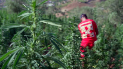 الكيف في الريف: "حتى لو زرعت البطاطس فستحصل على نبتة الحشيش" الكيف في الريف: "حتى لو زرعت البطاطس فستحصل على نبتة الحشيش"