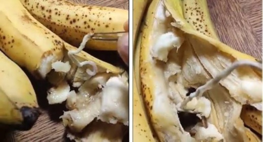 استيراد موز فاسد الى المغرب.. مكتب السلامة الصحية يوضح استيراد موز فاسد الى المغرب.. مكتب السلامة الصحية يوضح