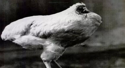 بالفيديو.. قصة ديك عاش 4 سنوات بدون رأس بالفيديو.. قصة ديك عاش 4 سنوات بدون رأس