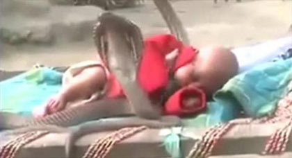 بالفيديو: ثعابين كوبرا تحرس رضيعًا نائمًا في العراء