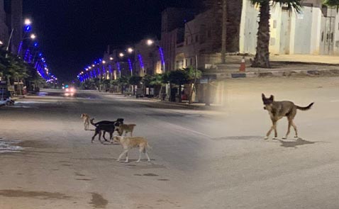 الكلاب الضالة تغزو شوارع تيزطوطين وسط مطالب بتدخل السلطة والمجلس الجماعي