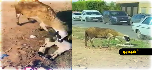 لقطة مؤلمة من الناظور.. نعجة تحاول إعادة خروفها للحياة بعد صدمه من طرف سيارة