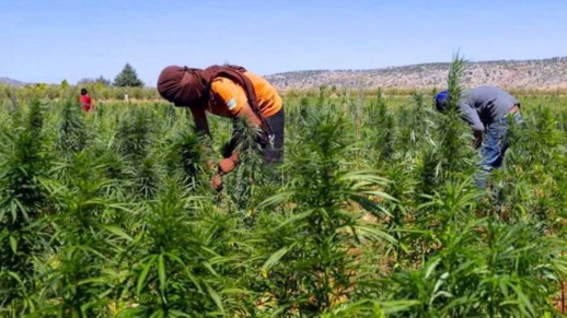  بناء مركز للبحث وتقييم القنب الهندي بالحسيمة بمليار و 300 ستنيم 