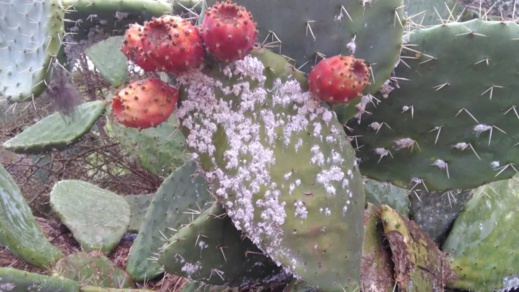 الحشرة القرمزية تجتاح محاصيل نبتة الصبار في الريف الحشرة القرمزية تجتاح محاصيل نبتة الصبار في الريف