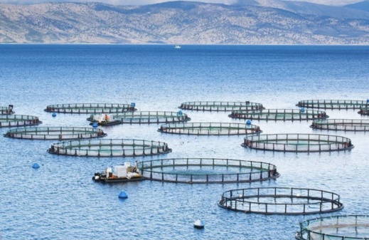 مزرعتين للأسماك في مياه الناظور تؤججان غضب اسبانيا مزرعتين للأسماك في مياه الناظور تؤججان غضب اسبانيا