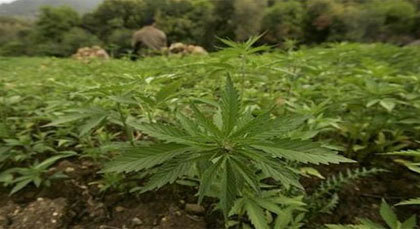 الكيف يدخل الى البرلمان بحثا عن الشرعية لأول مرة في تاريخ المغرب الكيف يدخل الى البرلمان بحثا عن الشرعية لأول مرة في تاريخ المغرب