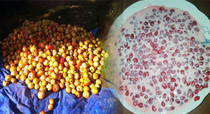 فاكهة الرمان الاكثر تواجدا ضمن المغروسات المثمرة بقبيلة تمسمان فاكهة الرمان الاكثر تواجدا ضمن المغروسات المثمرة بقبيلة تمسمان