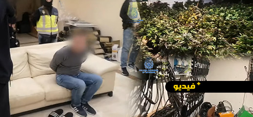 مداهمة واقتحامات.. عملية أمنية دولية تكشف عن مزرعة للحشيش يسيرها مغربي وإسبان