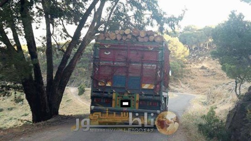 "مافيا الخشب" تستمر في قطع أشجار الأرز بالحسيمة "مافيا الخشب" تستمر في قطع أشجار الأرز بالحسيمة