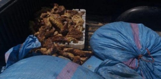 من بيهم صيني.. أمن الناظور يوقف أربعة أشخاص لتورطهم في جريمة بيئية من بيهم صيني.. أمن الناظور يوقف أربعة أشخاص لتورطهم في جريمة بيئية