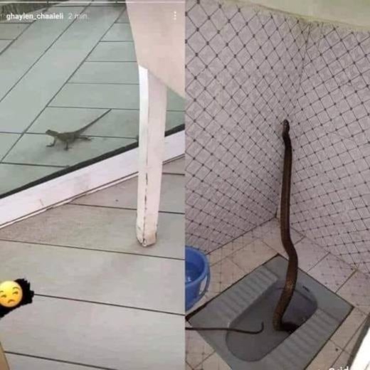 أفاعي وزواحف تهاجم المنتخب التونسي في كأس افريقيا أفاعي وزواحف تهاجم المنتخب التونسي في كأس افريقيا