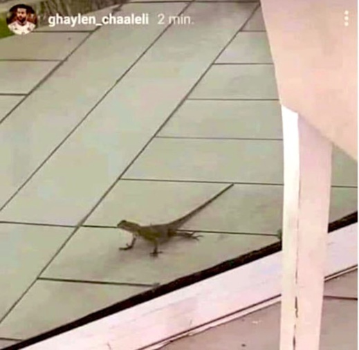 أفاعي وزواحف تهاجم المنتخب التونسي في كأس افريقيا أفاعي وزواحف تهاجم المنتخب التونسي في كأس افريقيا