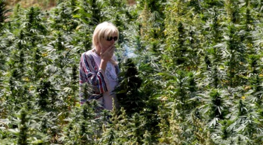 دراسة حديثة: "الكيف" أداة فعالة لمكافحة فيروس كورونا دراسة حديثة: "الكيف" أداة فعالة لمكافحة فيروس كورونا