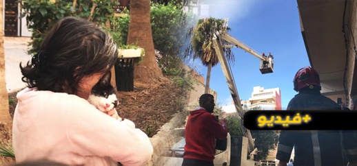 شاهدوا.. الوقاية المدنية بالناظور تتدخل لإنقاذ قطة علقت فوق نخلة شاهدوا.. الوقاية المدنية بالناظور تتدخل لإنقاذ قطة علقت فوق نخلة